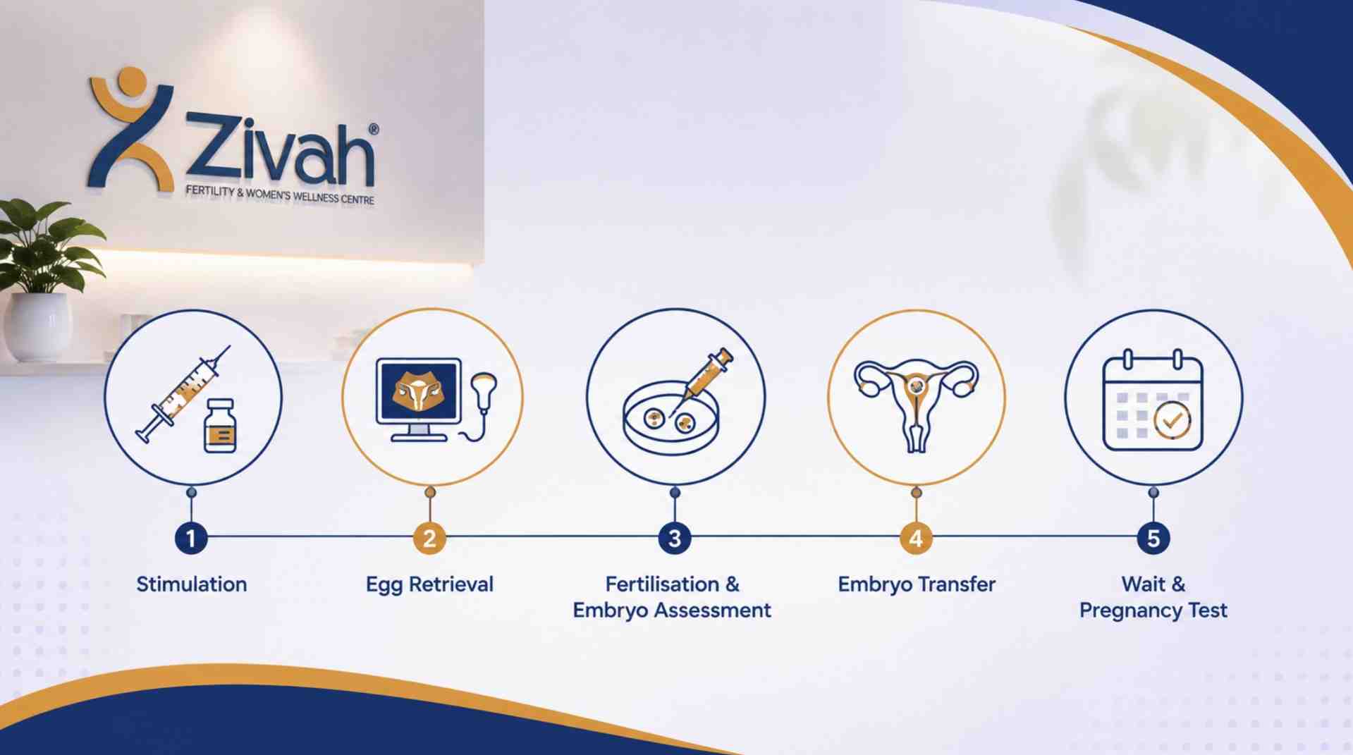 What Does an IVF Cycle Involve Today Zivah fertility .jpg